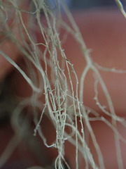 Alectoria sarmentosa