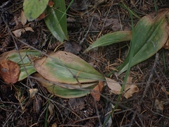Clintonia borealis