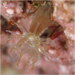 Diadumenidae