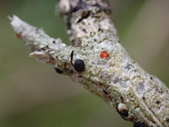 Mycoblastus sanguinarius