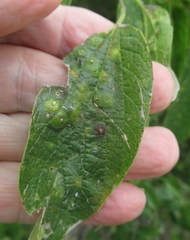 Pachypsylla celtidisasterisca