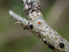 Mycoblastus sanguinarius