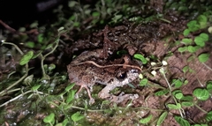 Pristimantis mallii