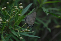 Parrhasius polibetes