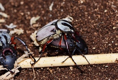 Dicronocephalus adamsi