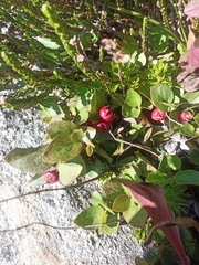 Gaultheria humifusa