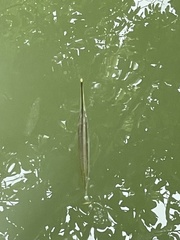 Zenarchopterus buffonis