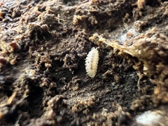 Haplophthalmus danicus