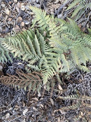 Dryopteris arguta