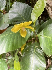Dillenia suffruticosa
