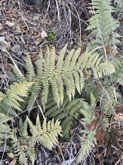 Dryopteris arguta