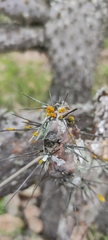Teloschistes chrysophthalmus