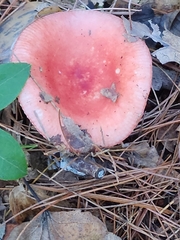 Russula rosacea