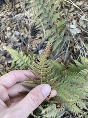 Dryopteris arguta