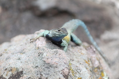 Sceloporus mucronatus
