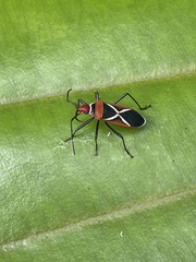 Dysdercus decussatus