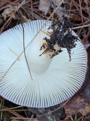 Russula rosacea