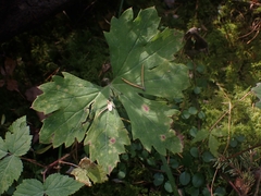 Petasites frigidus