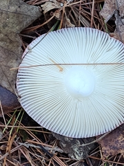 Russula rosacea