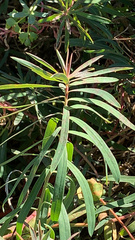 Euphorbia esula