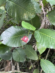 Dillenia suffruticosa