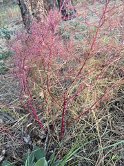 Dysphania graveolens