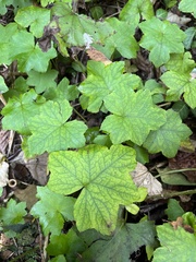 Hydrophyllum canadense