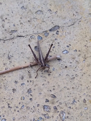 Schistocerca pallens