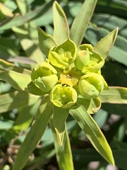 Euphorbia esula