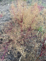 Dysphania graveolens