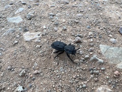 Phloeodes diabolicus