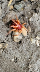 Dysdera