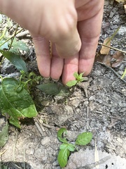 Proserpinaca palustris