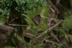 Hermeuptychia sosybius