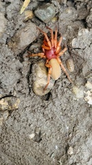 Dysdera
