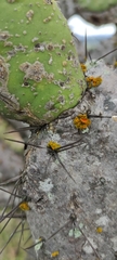 Teloschistes chrysophthalmus