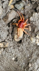 Dysdera