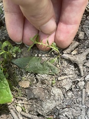 Proserpinaca palustris