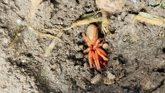 Dysdera