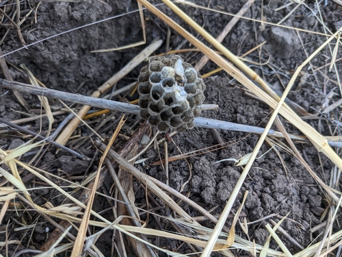 iNaturalist observation photo of Hunter's Little Paper Wasp