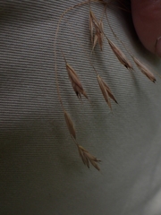 Bromus ciliatus