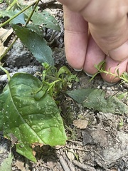 Proserpinaca palustris