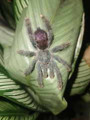 Avicularia avicularia