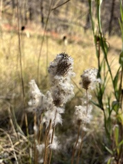 Anemone cylindrica