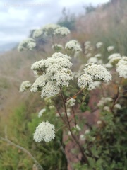Stevia serrata