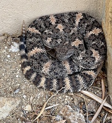 Crotalus pyrrhus