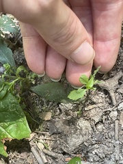 Proserpinaca palustris