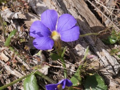 Scaevola striata