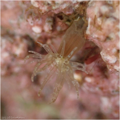 Diadumenidae
