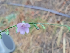 Stephanomeria virgata